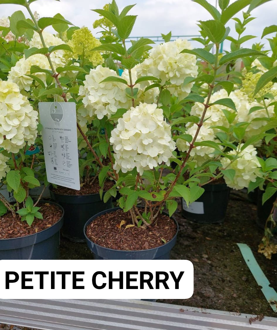 hortenzia-PETITE-CHERRY6