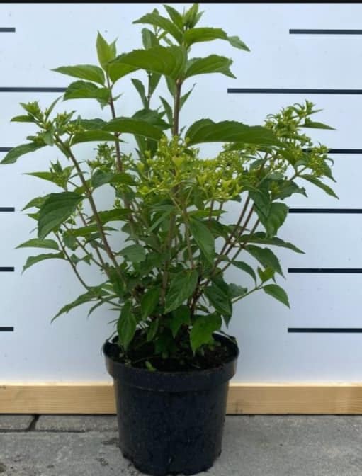 hortenzia-graniflora-akt