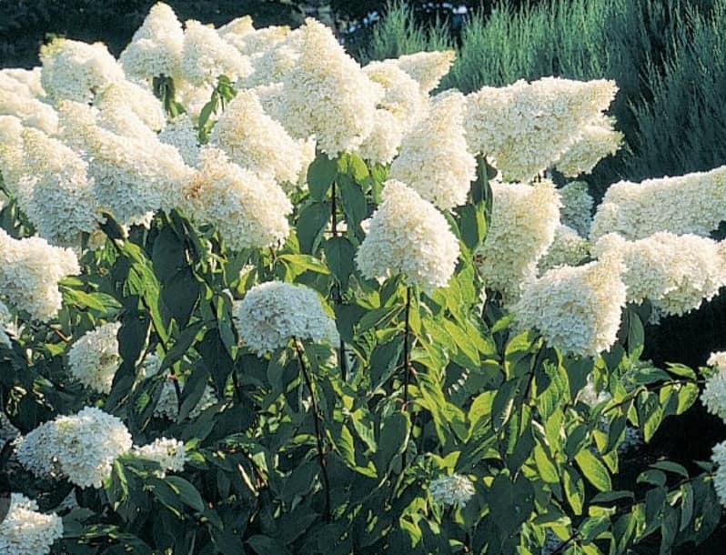 hortenzia-graniflora3