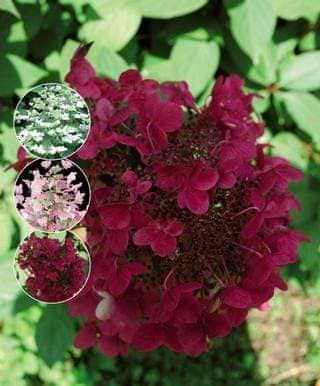 hortenzia-wims-red-detail