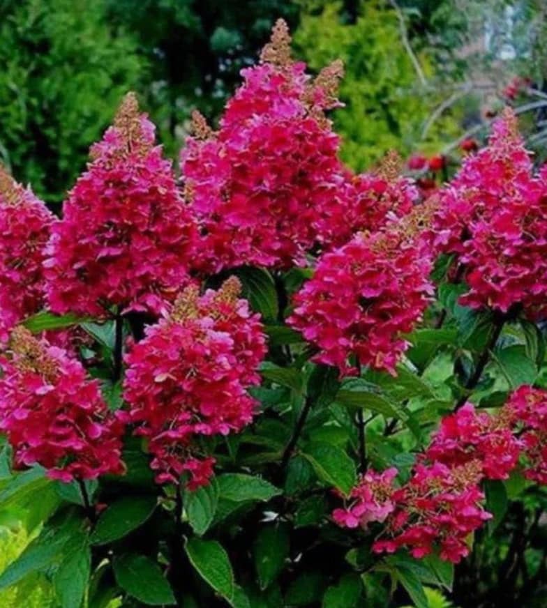 hortenzia-wims-red
