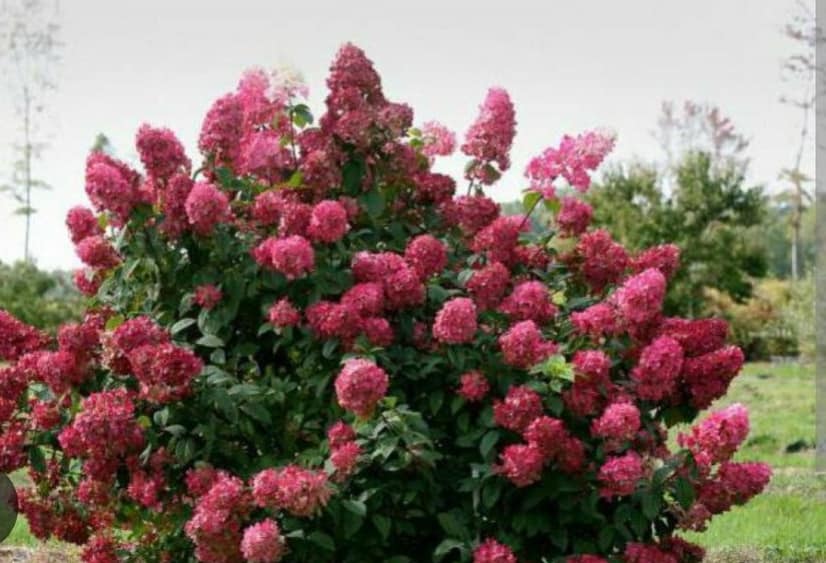 hortenzia-wims-red3