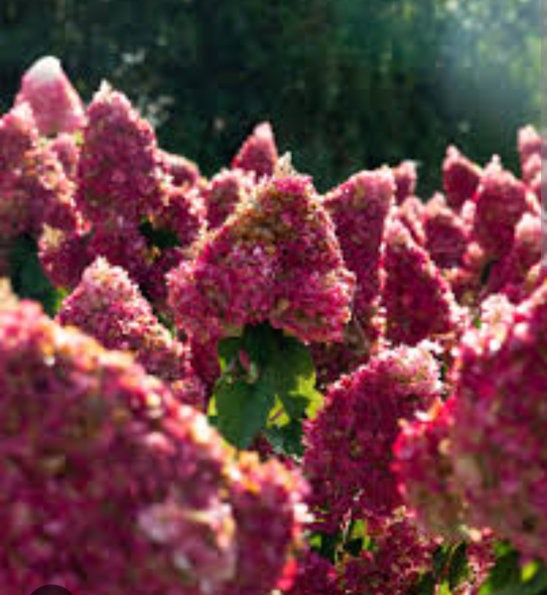 IMG_20250327_105412
