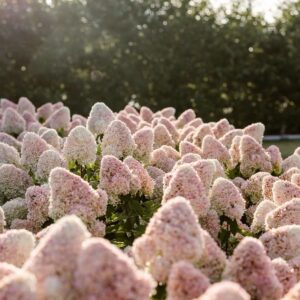 Vanilla Strawberry - Hortenzia metlinatá