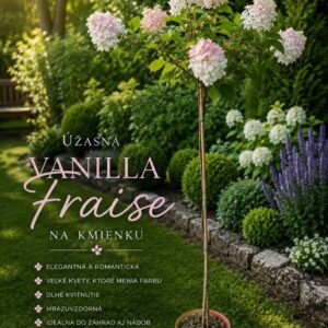 'Vanille Fraise' na kmienku 